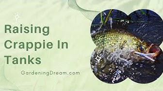 'Video thumbnail for Raising Crappie In Tanks'