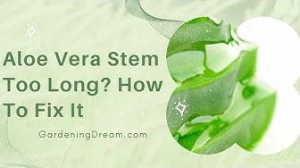 'Video thumbnail for Aloe Vera Stem Too Long? How To Fix It'