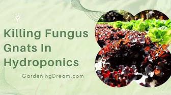 'Video thumbnail for Killing Fungus Gnats In Hydroponics'