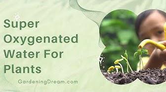 'Video thumbnail for Super Oxygenated Water For Plants'