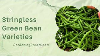 'Video thumbnail for Stringless Green Bean Varieties'