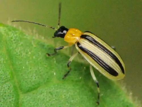 how to get rid of striped cucumber beetles