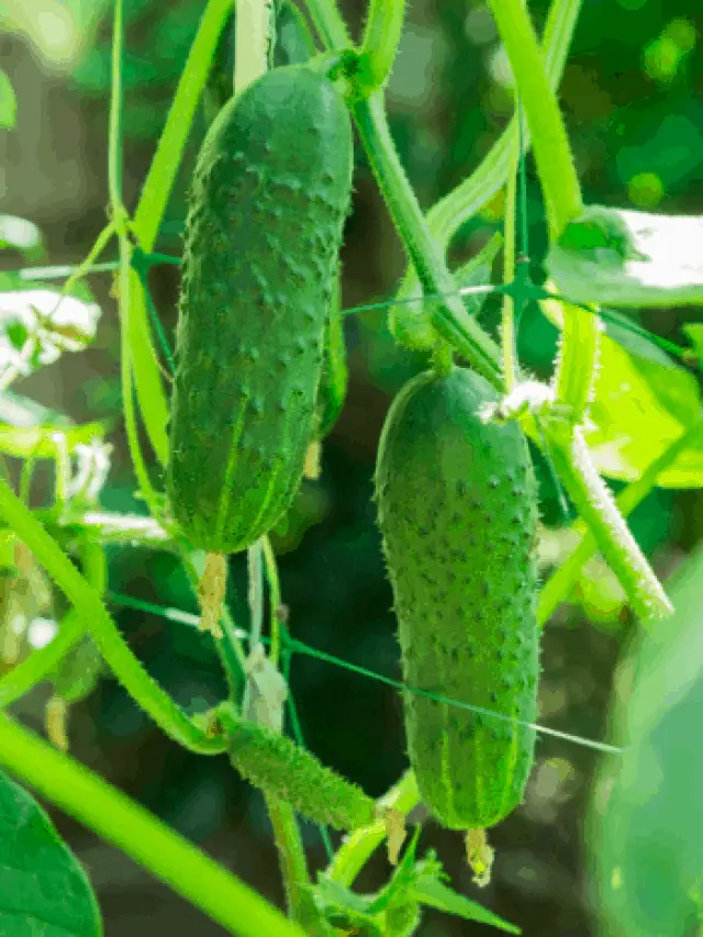 How to Get Rid of Cucumber Beetles Organically