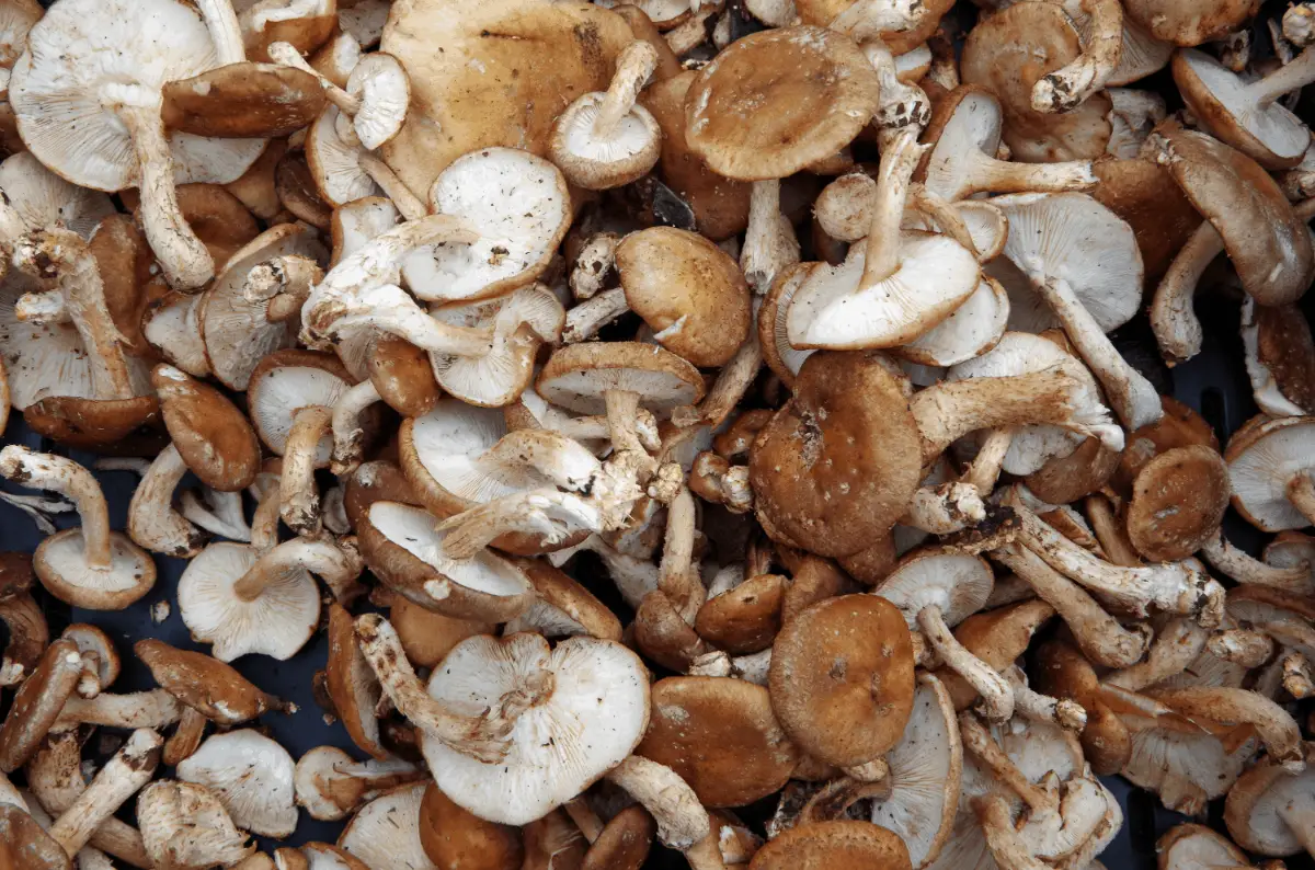 Plants that don't Like Mushroom Compost
