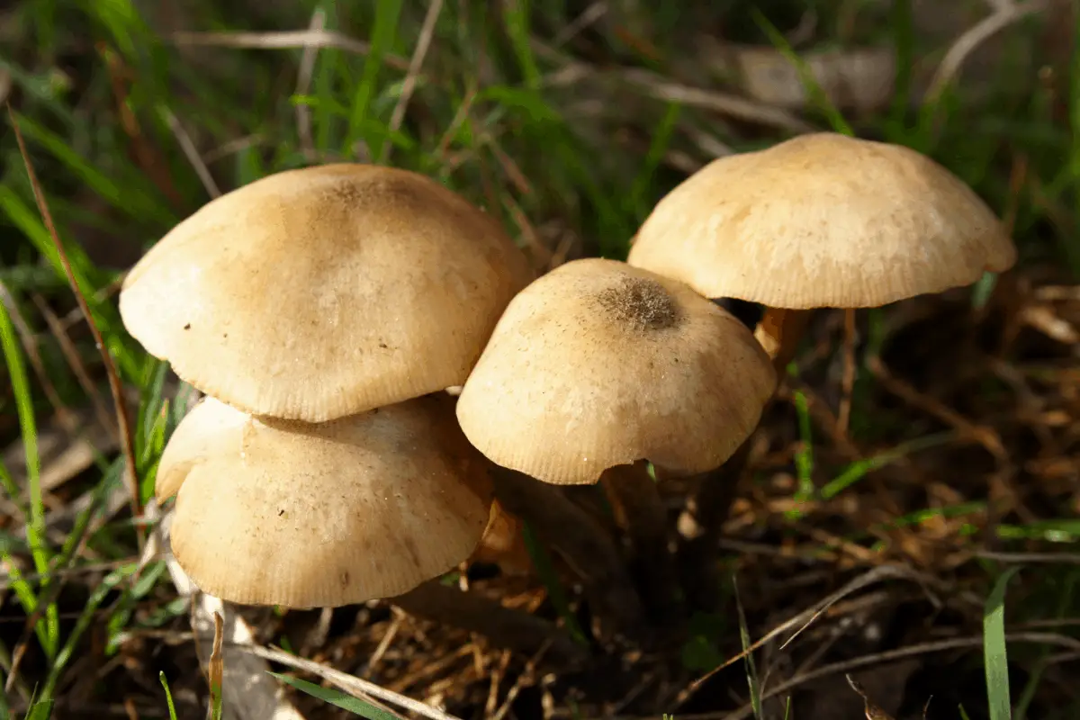 Is Mushroom Compost Good for a Vegetable Garden