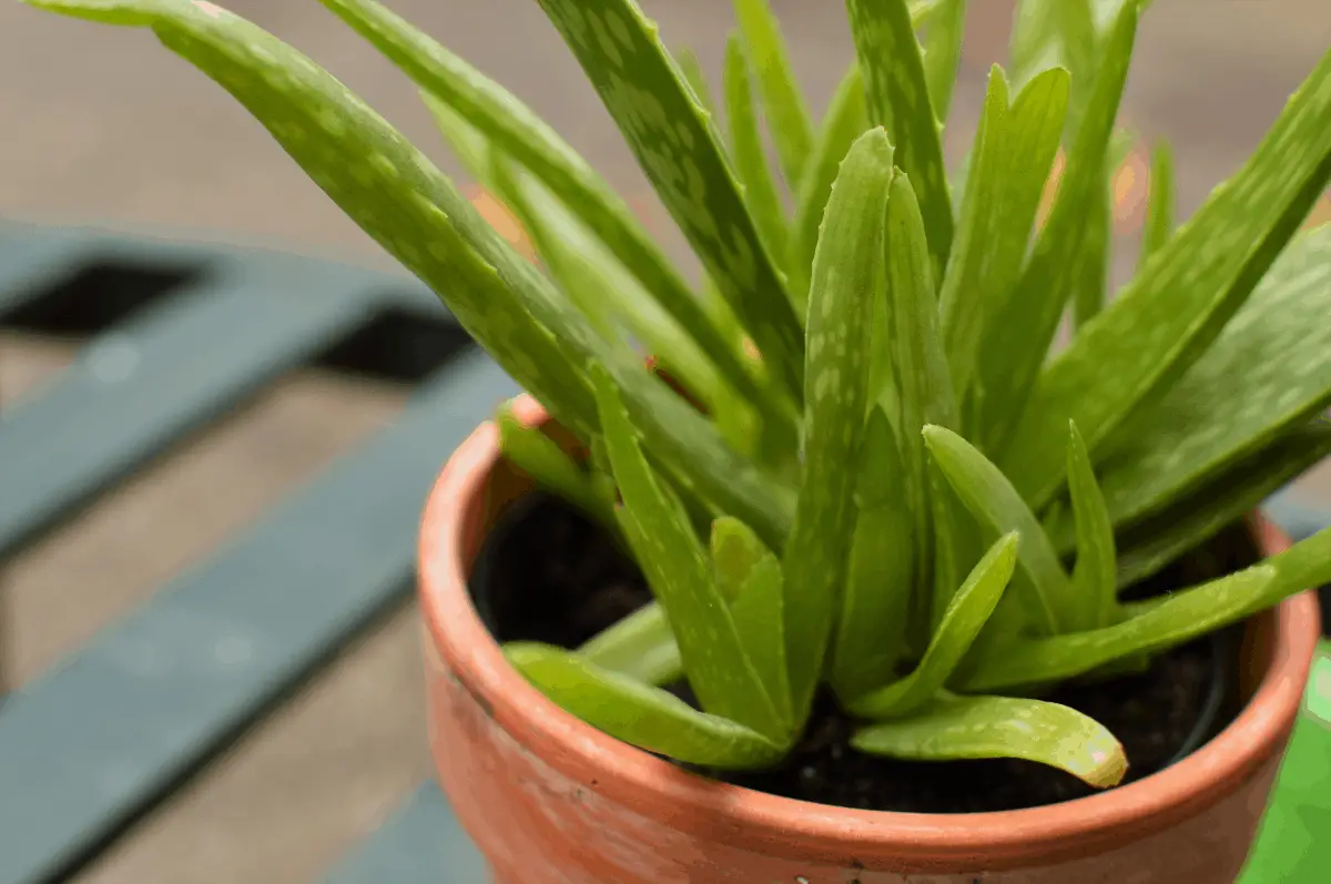 How Do You Water Aloe Vera Appropriately