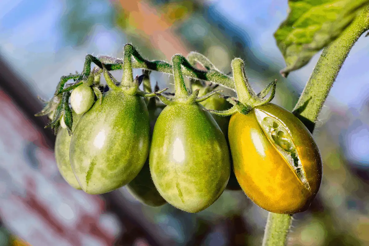 How to Fix Blossom End Rot On your Tomatoes