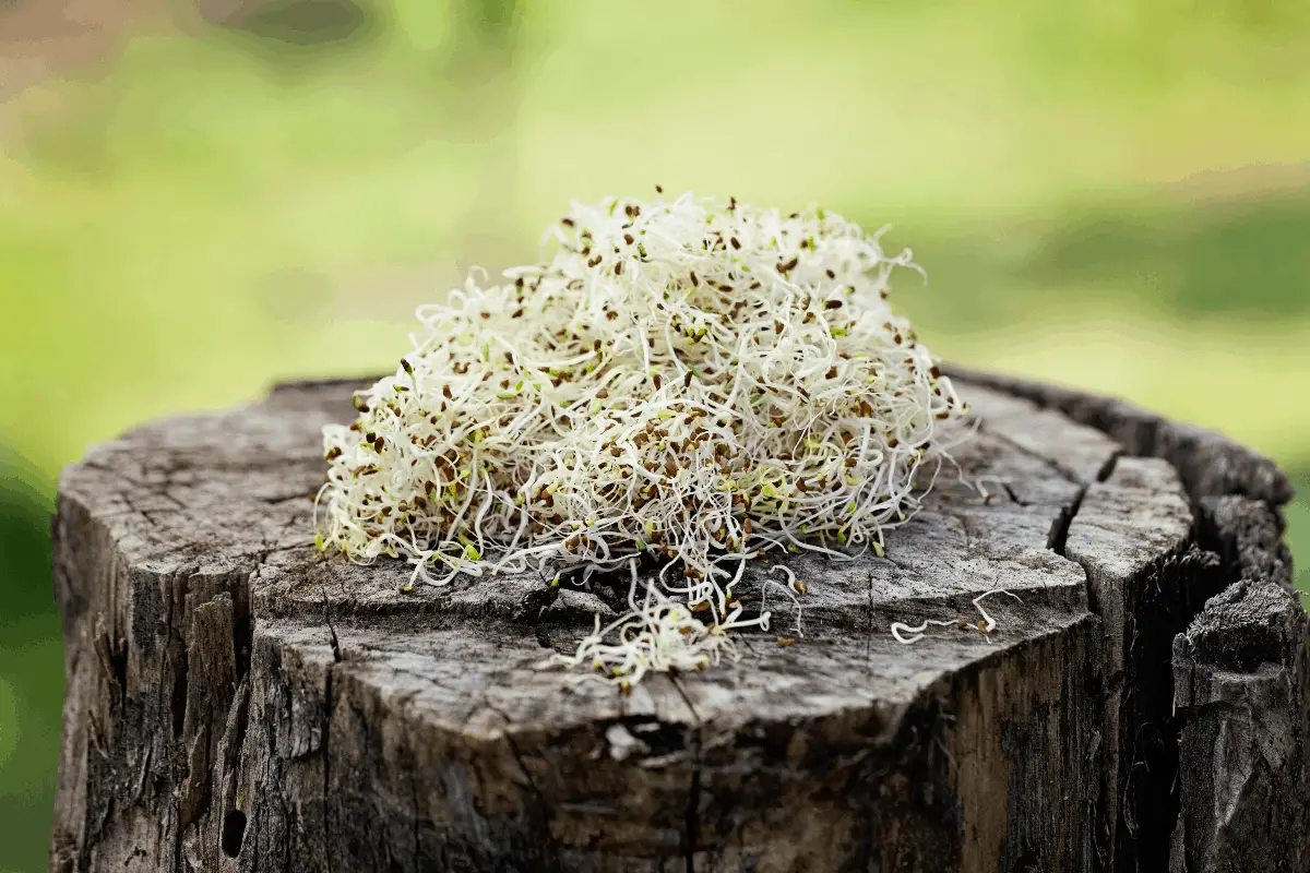 How to Grow Alfalfa Sprouts