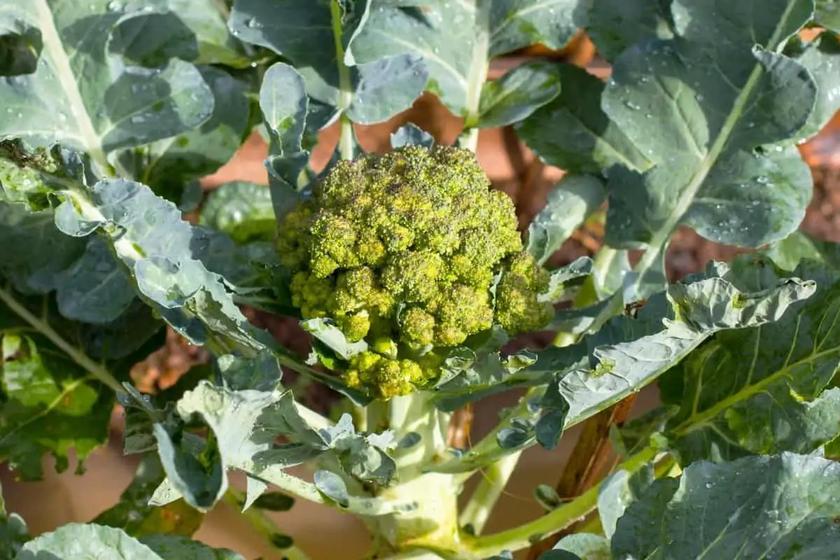 The step by step process of growing brocolli from seed