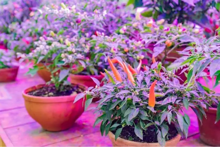 What Light Spectrum Do Plants Use
