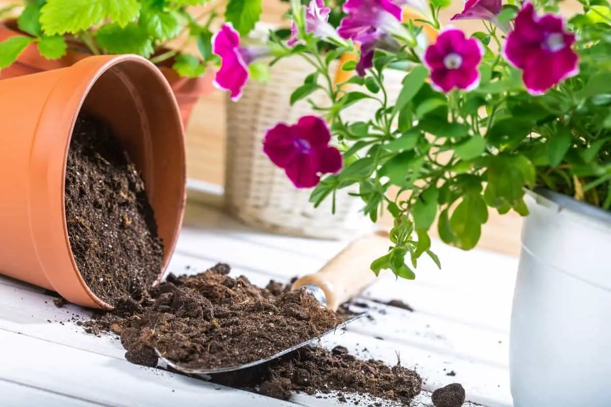 A Step By Step Guide On How To Sterilize Potting Soil