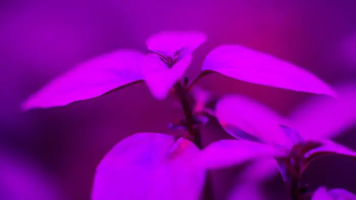inexpensive grow lights for seedlings