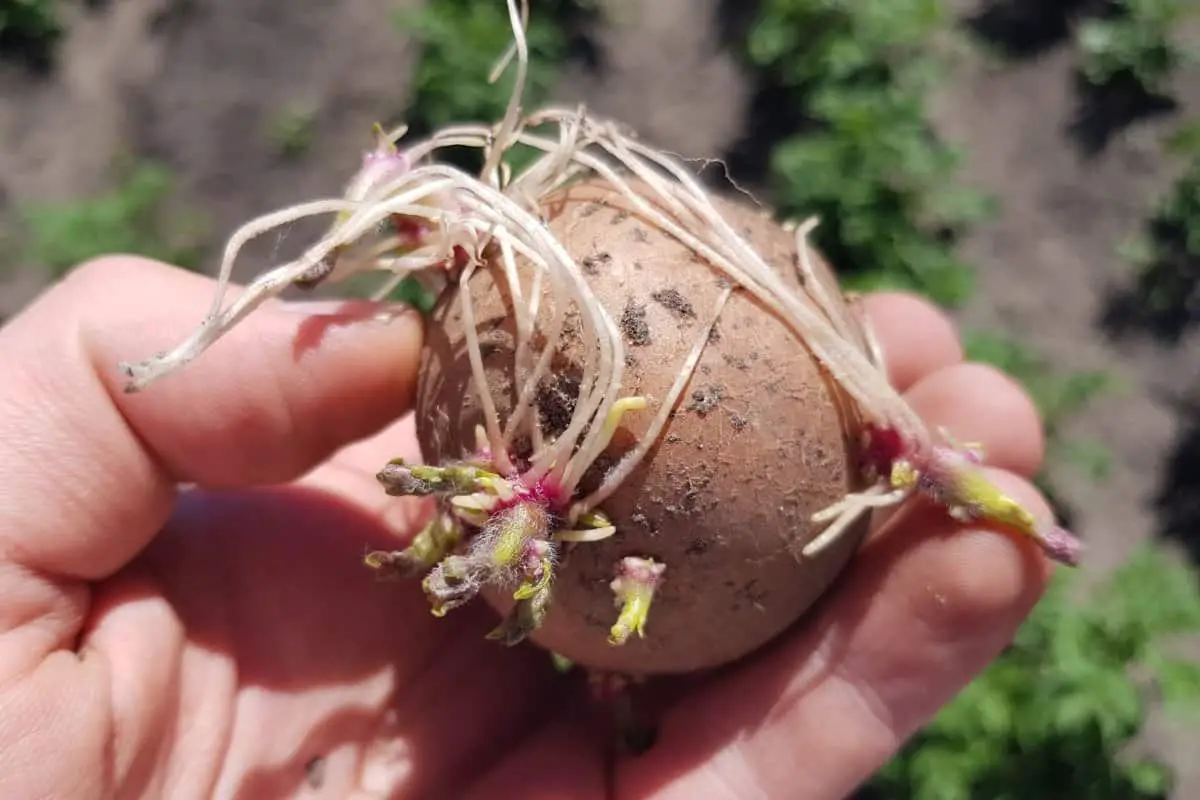 How to sprout potatoes Before Planting Them