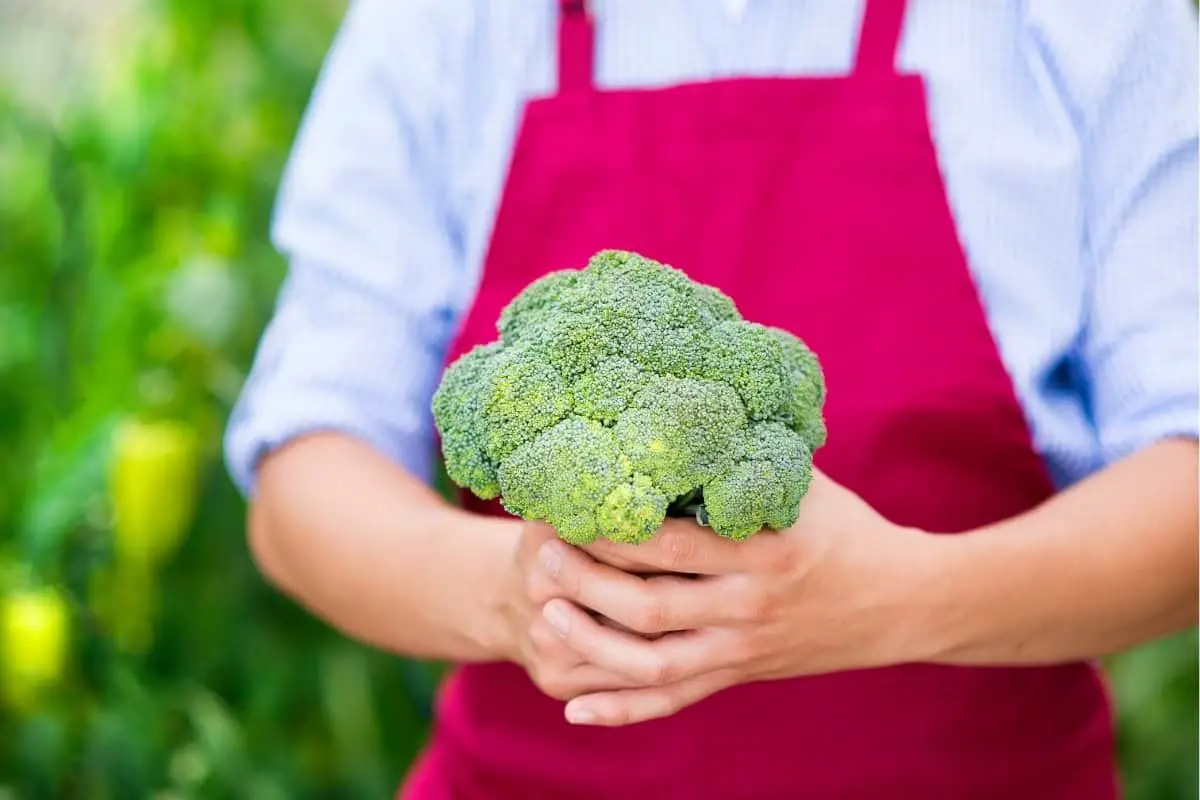 When to harvest Broccoli – How to Know When it’s ready