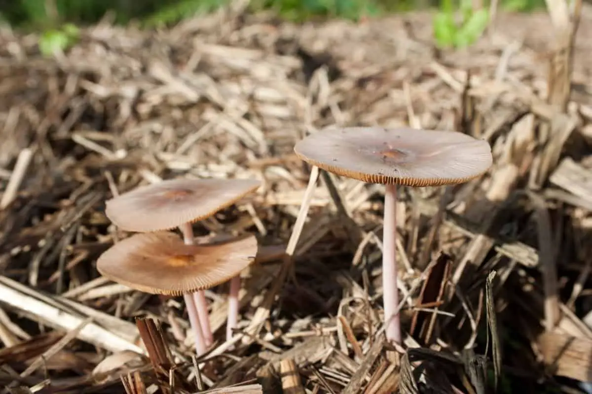How to Make Mushroom Compost
