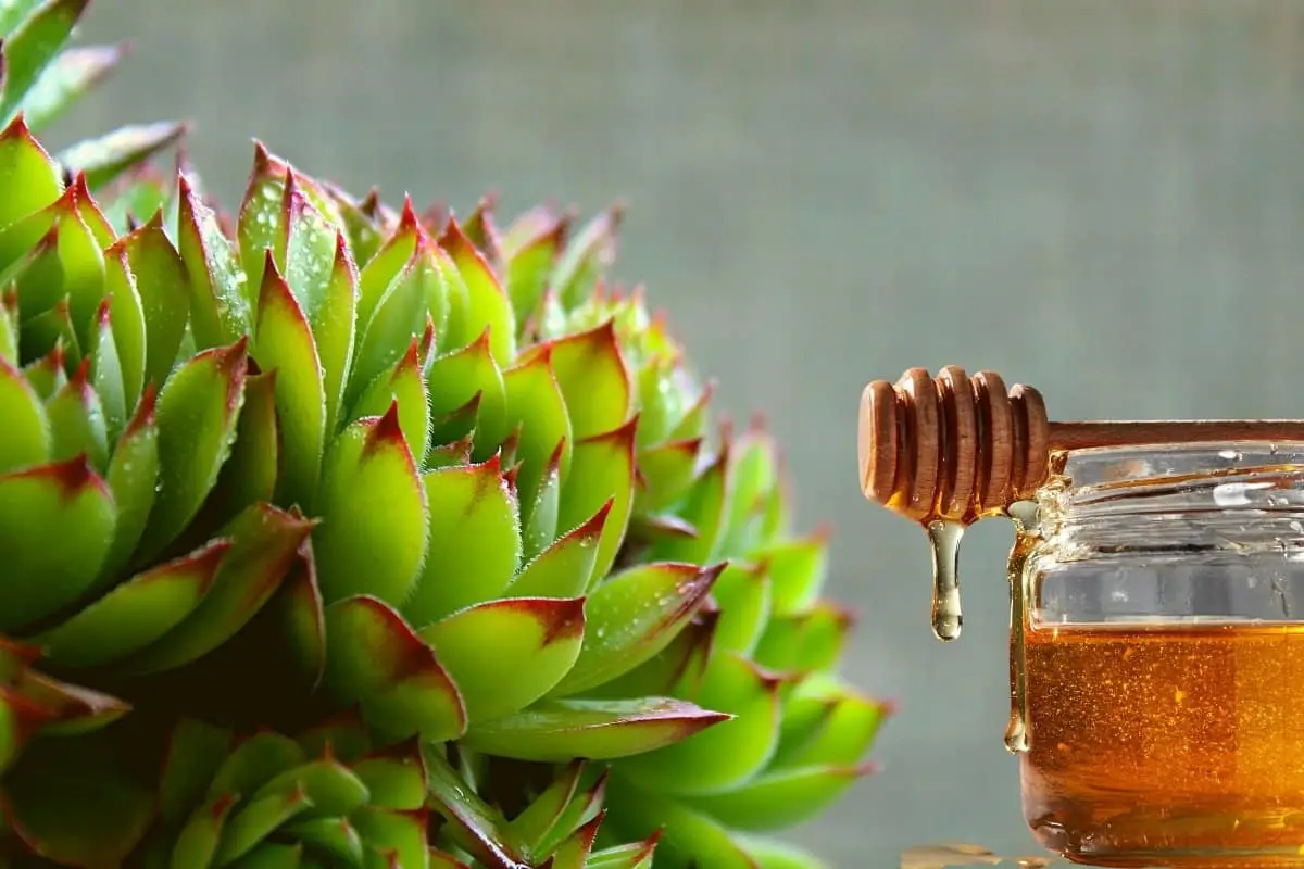 How to Propagate Succulents With Honey