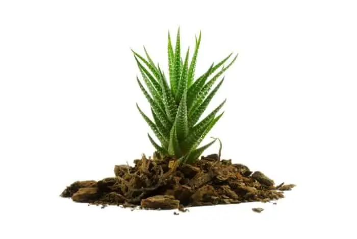 Potting Soil For Aloe Vera Plant
