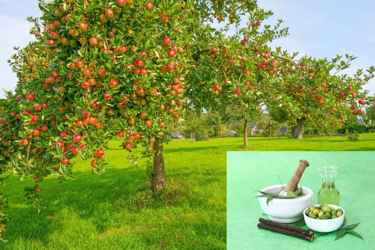 Técnicas de pulverização orgânica para árvores frutíferas
