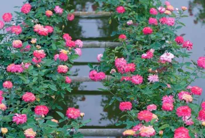 Best Flowers For Aquaponics - Roses