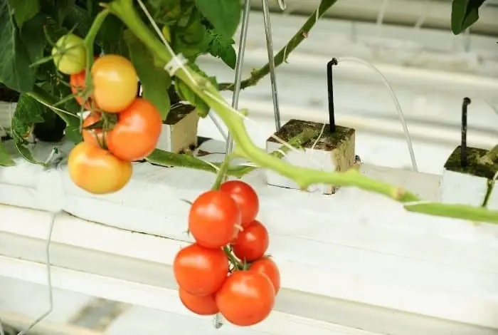 Growing Hydroponic Tomatoes - Getting Started