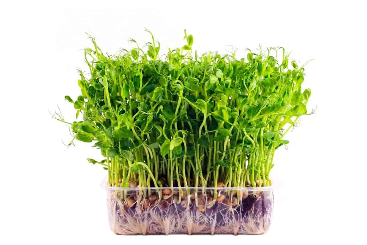 Growing Micro-greens Hydroponically