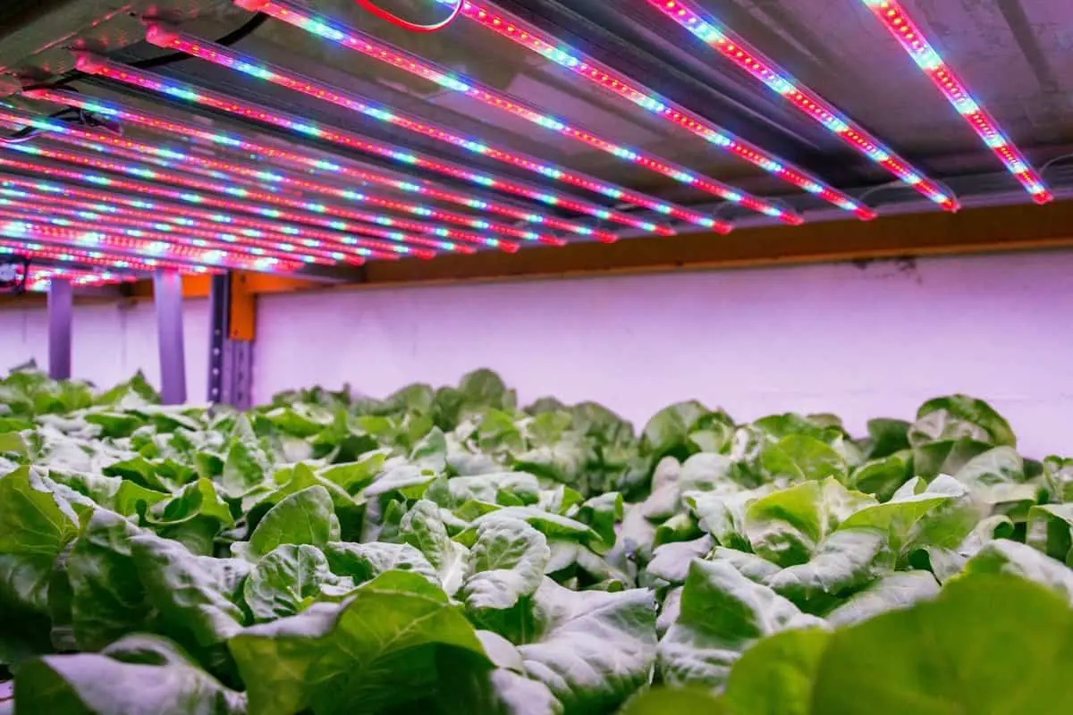 Hydroponic Lettuce Light Requirements