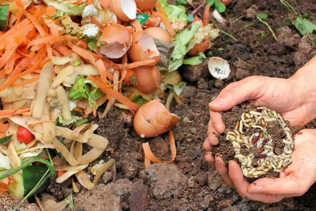 Maggots In Compost Good Or Bad