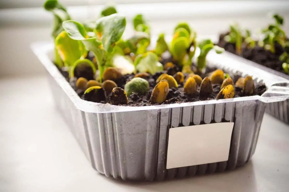 Tips To Successfully Starting A Microgreen Business