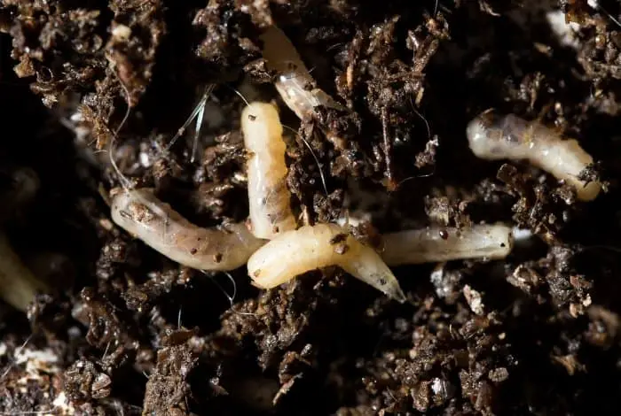 What Is A Compost Maggot