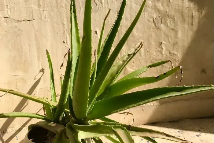 What to Do if your Aloe Vera Stem is too Long