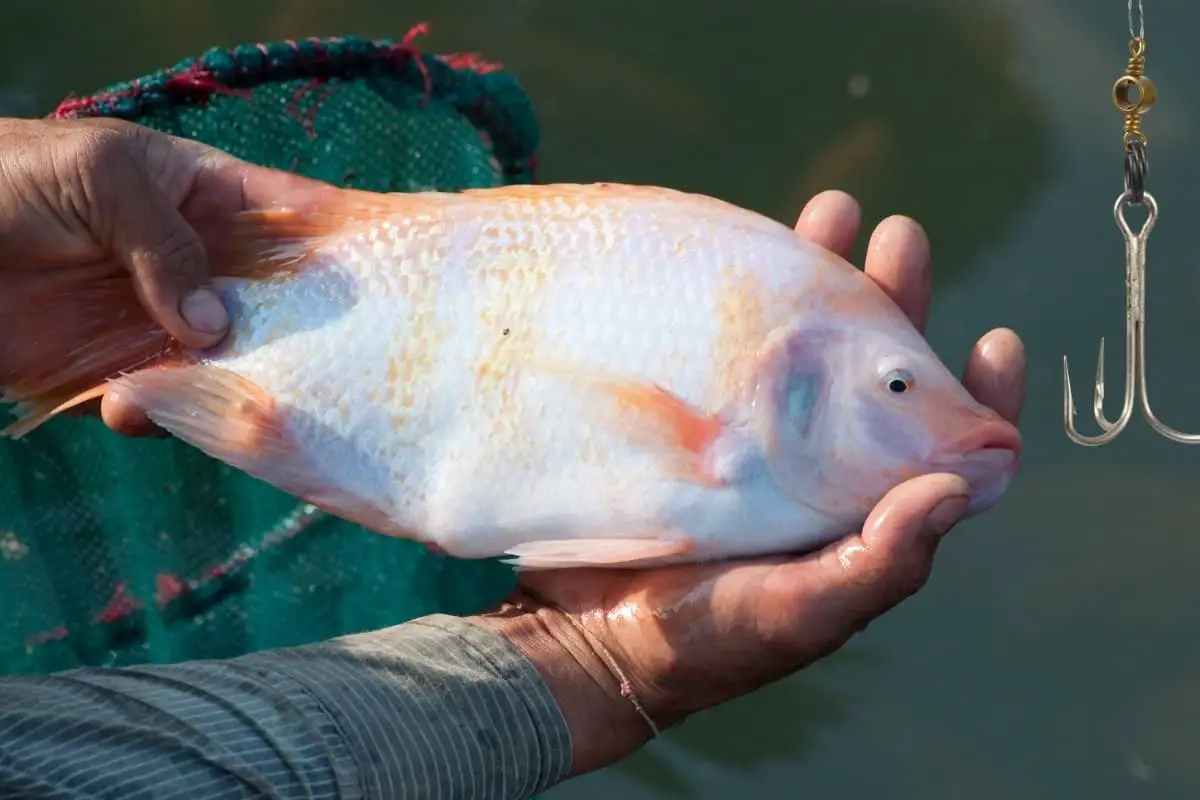 Best Bait For Tilapia & Tips To Catching Tilapia
