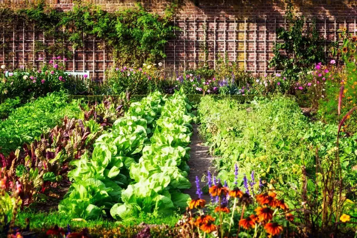 How Often Should You Water a Vegetable Garden