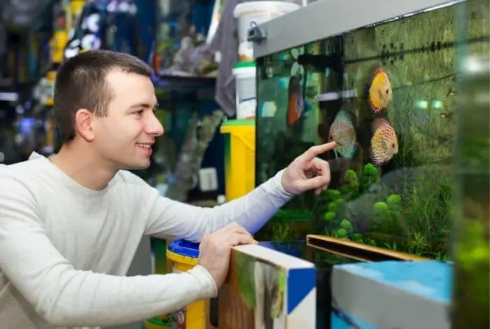 Options to Buy Fish For Aquaponics