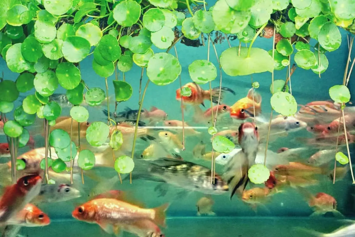 Where to Buy Fish For Aquaponics