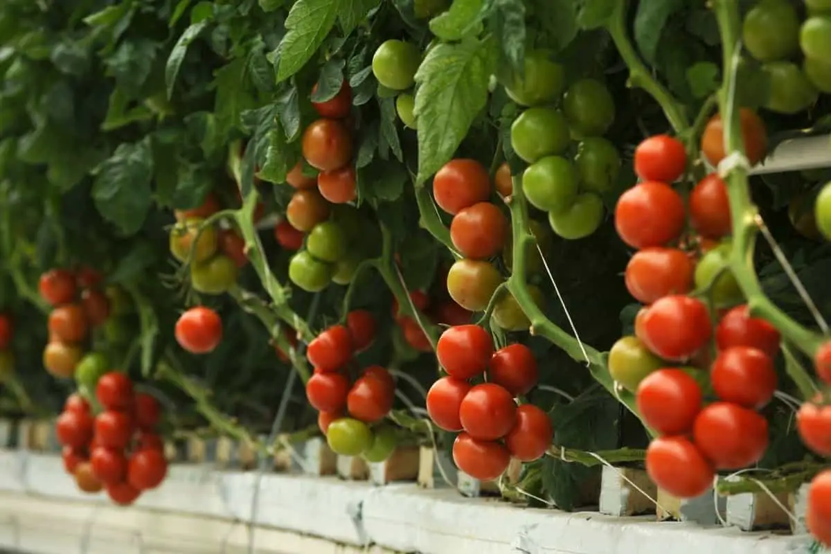 Best pH For Hydroponic Tomatoes