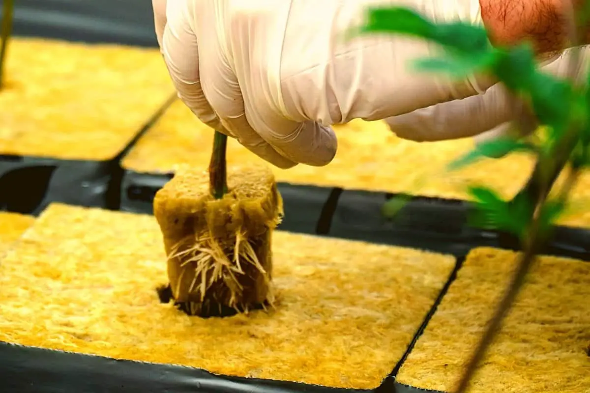How to germinate weed seeds in rockwool