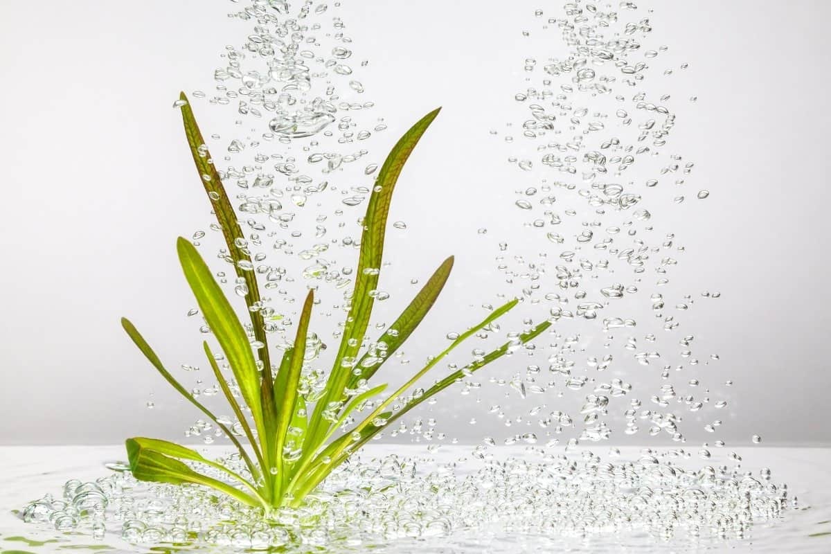 Super Oxygenated Water For Plants