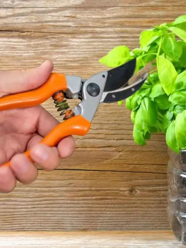 How To Trim Basil To Promote Growth