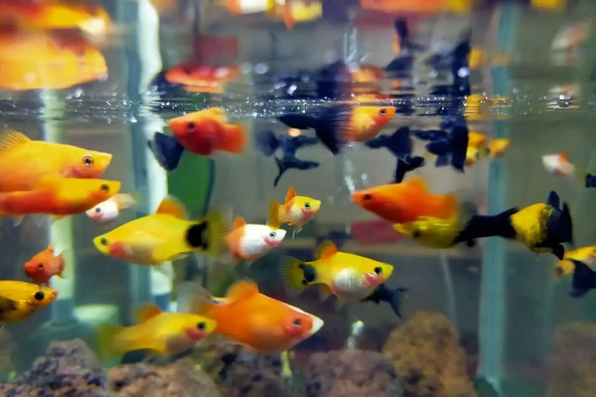 Aquaponic Fish To Plant Ratio