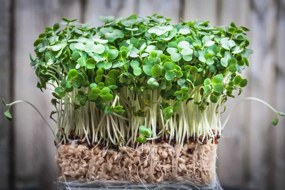 How To Grow Watercress In Aquaponics