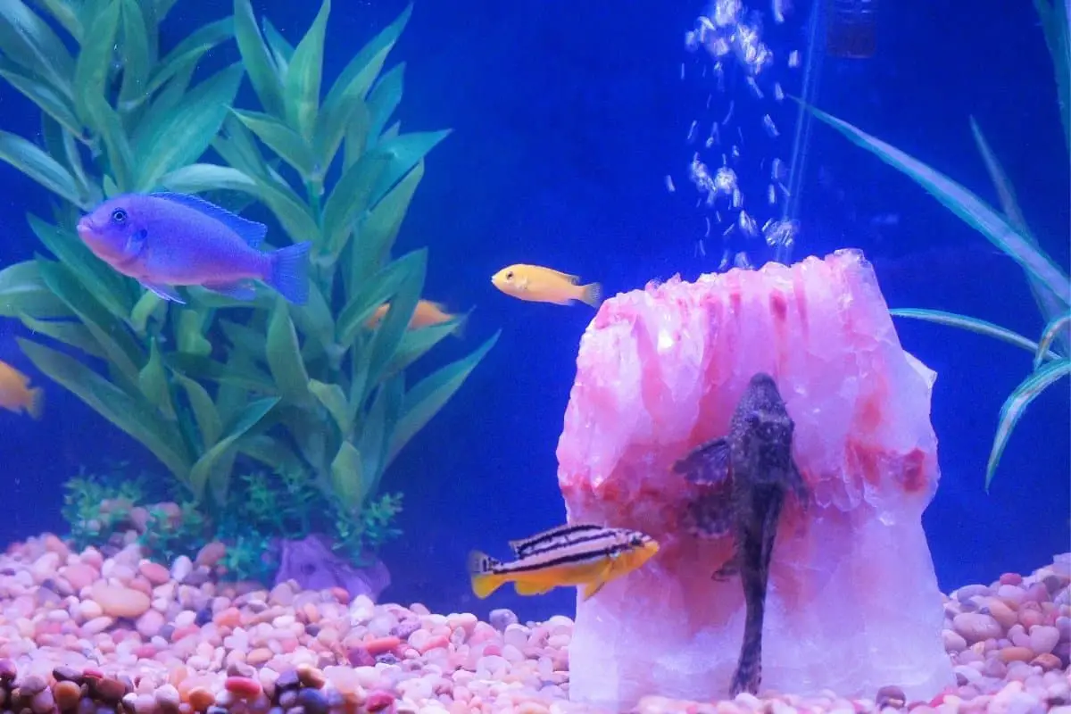 How To Raise Catfish In A Tank