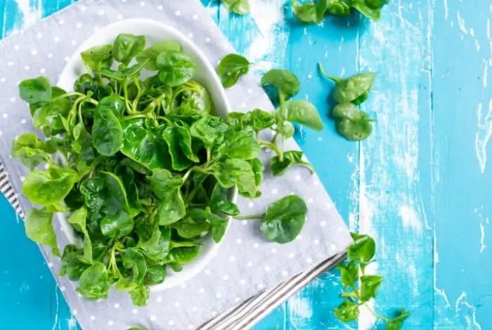 Why Grow Watercress In Your Aquaponics Farm