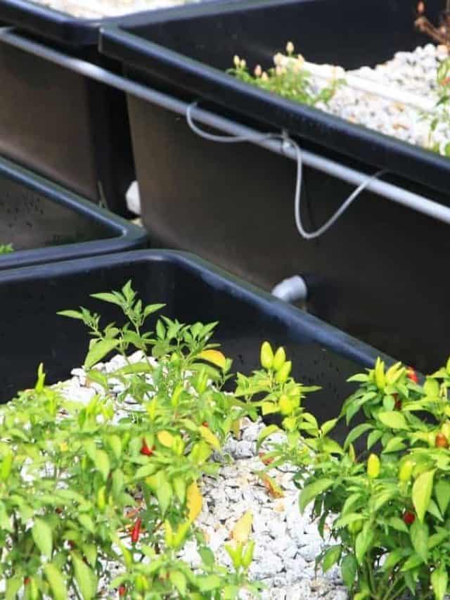 Aquaponics Filtering Systems – An Overview
