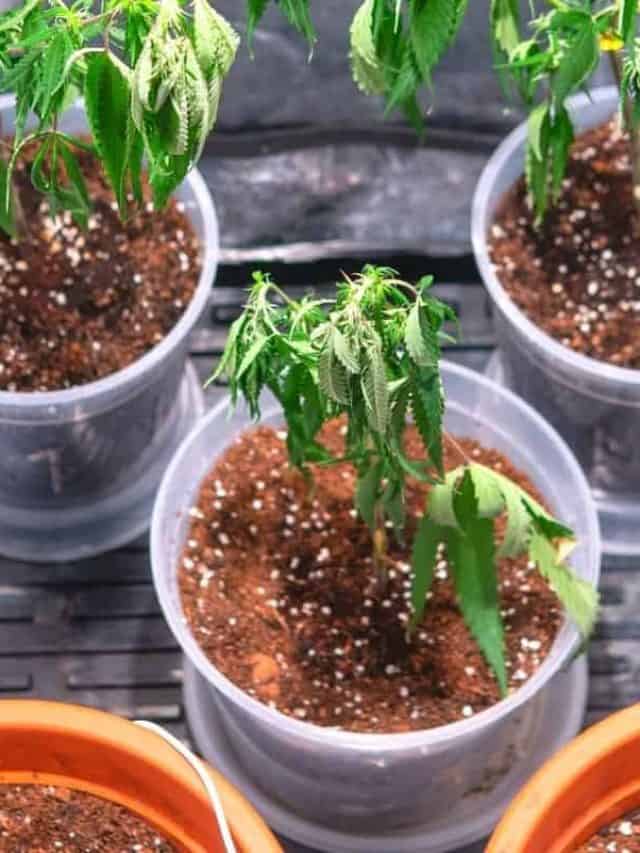How To Use Heating Pad For Clones