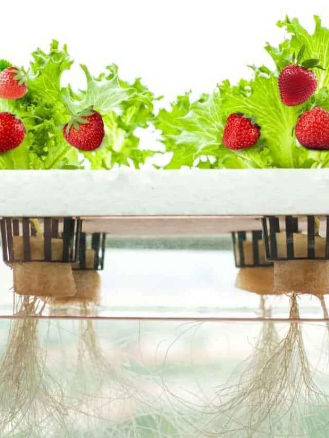 Kratky Method For Strawberries