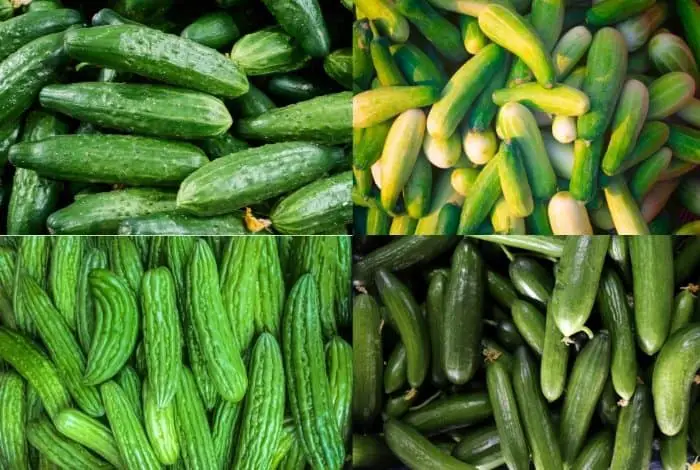 Cucumber - Select The Variety Of Your Choice