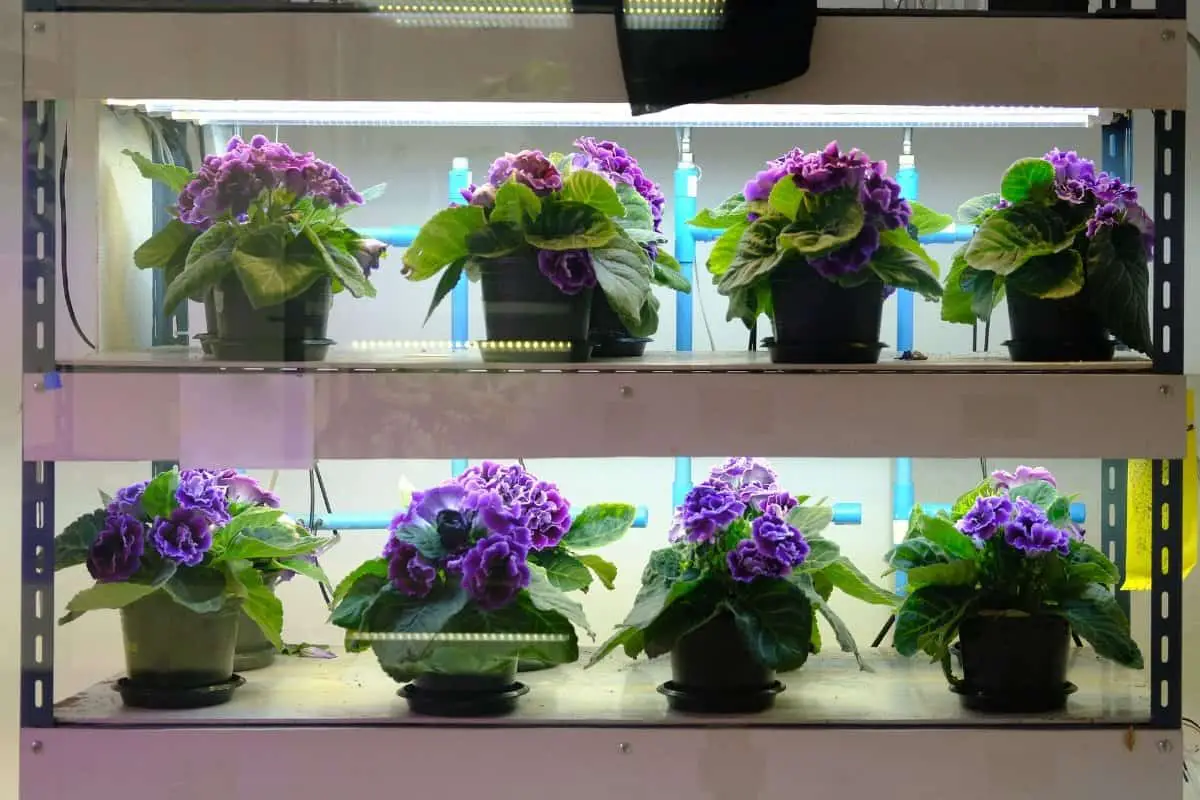 Does Artificial Light Help Plants