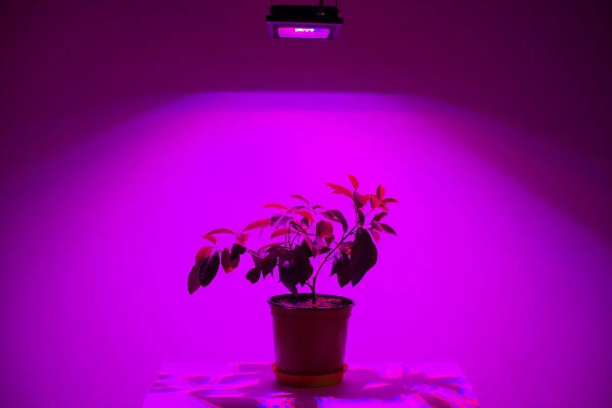 does the color of light affect plant growth