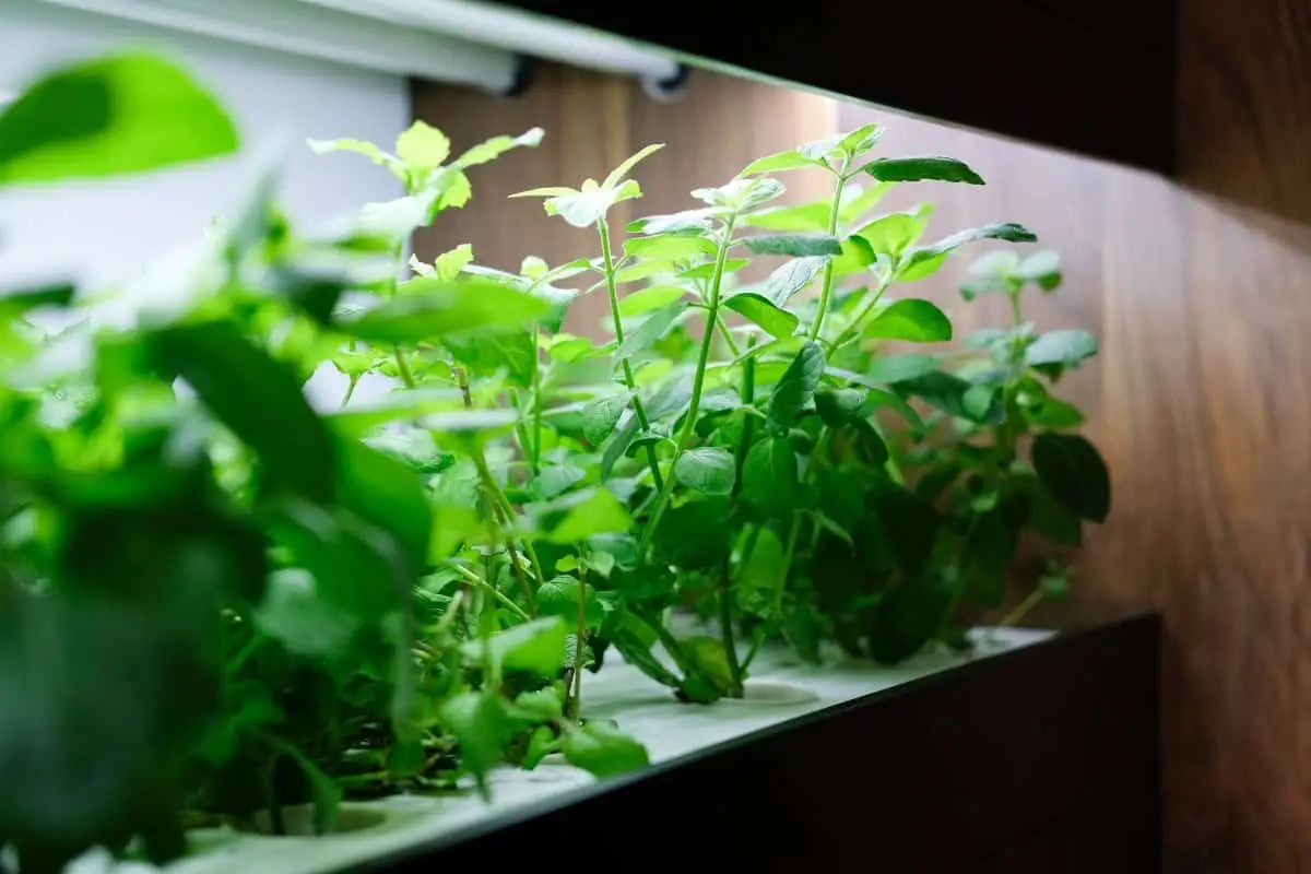 Grow Room Size Per Plant