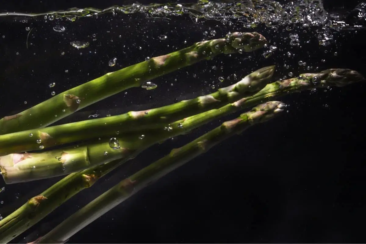Growing Asparagus Hydroponically